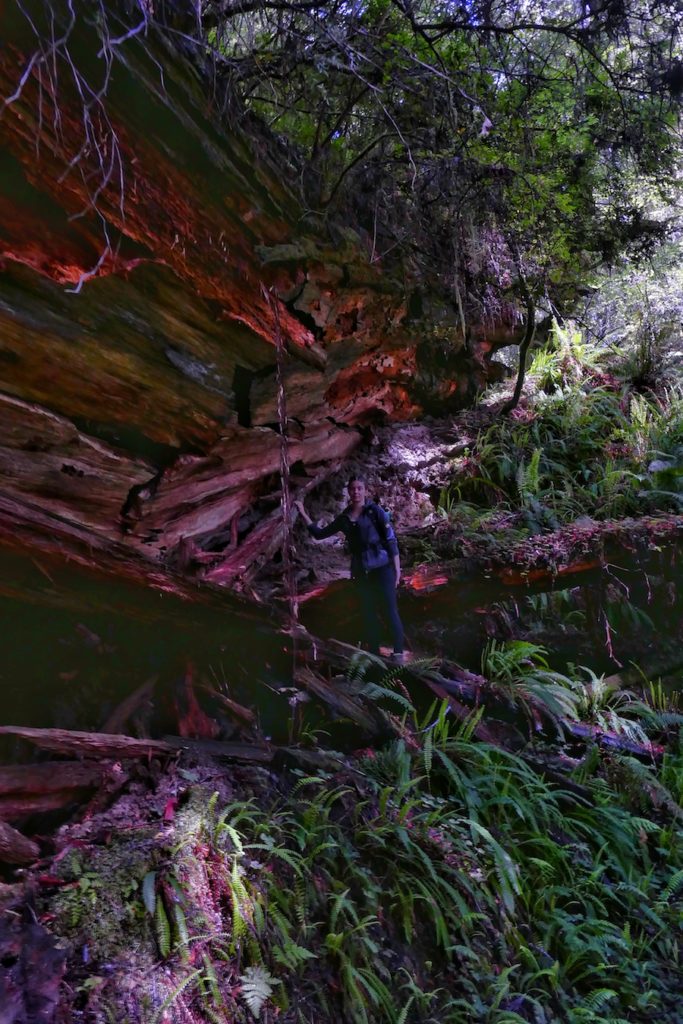 Redwood National Park – California