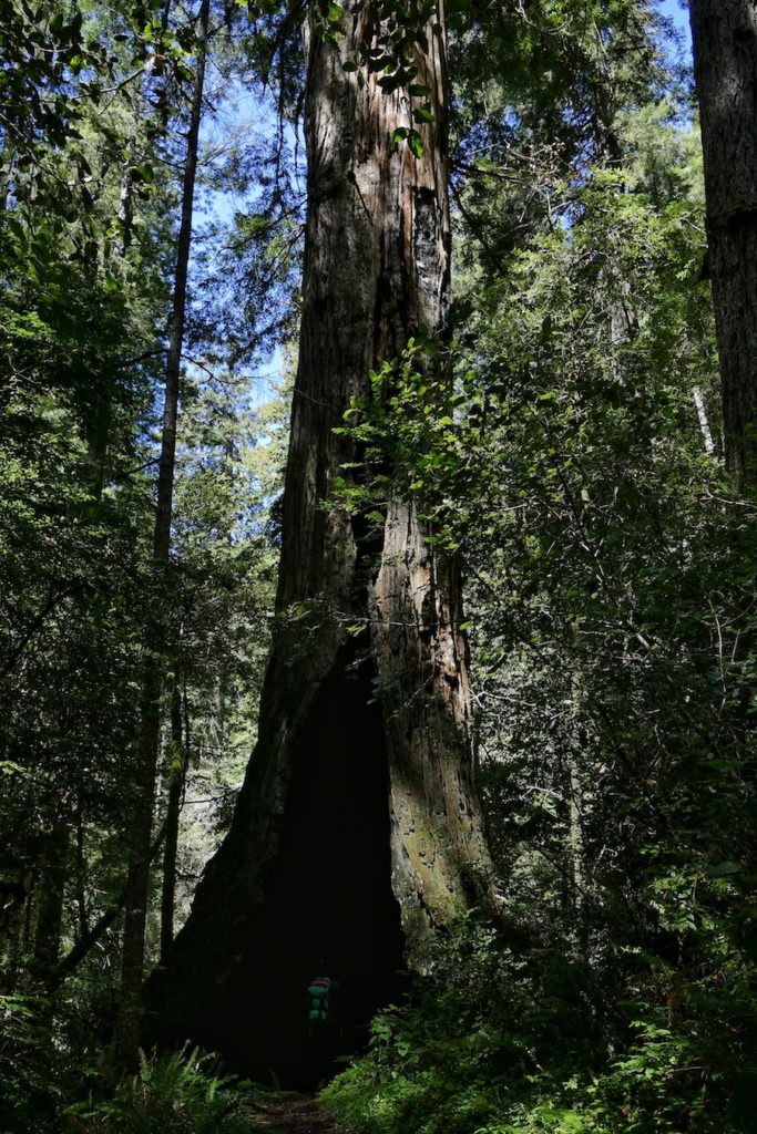 Redwood National Park – California