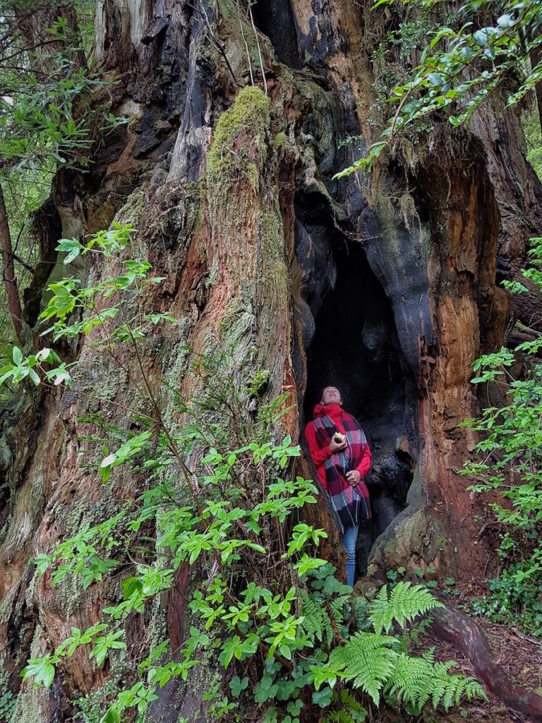 Redwood National Park – California