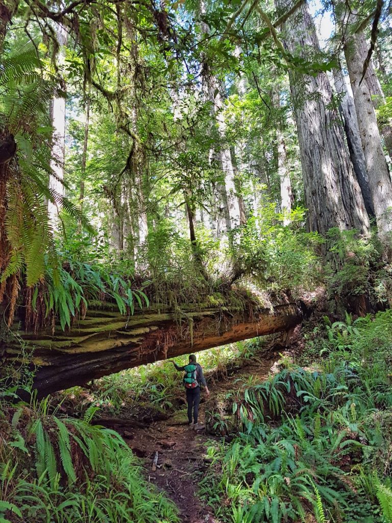 Redwood National Park – California