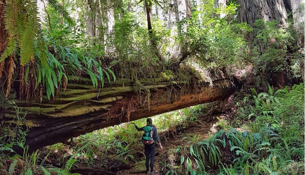 Redwood National Park – California