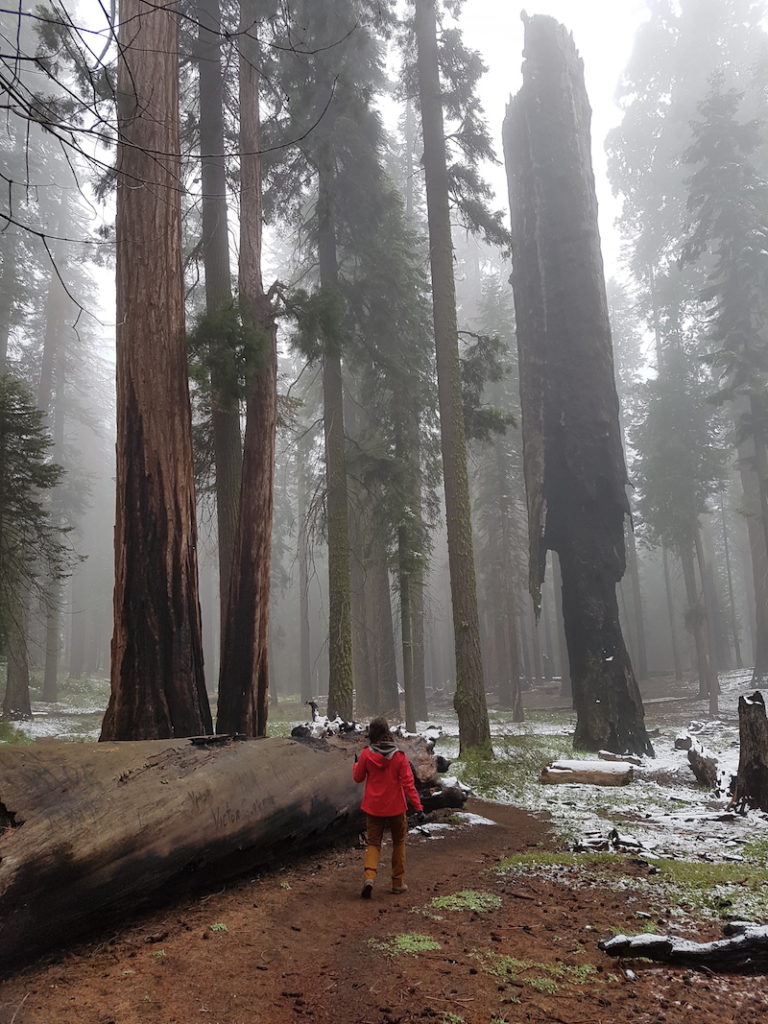 Sequoia National Park – Kalifornien