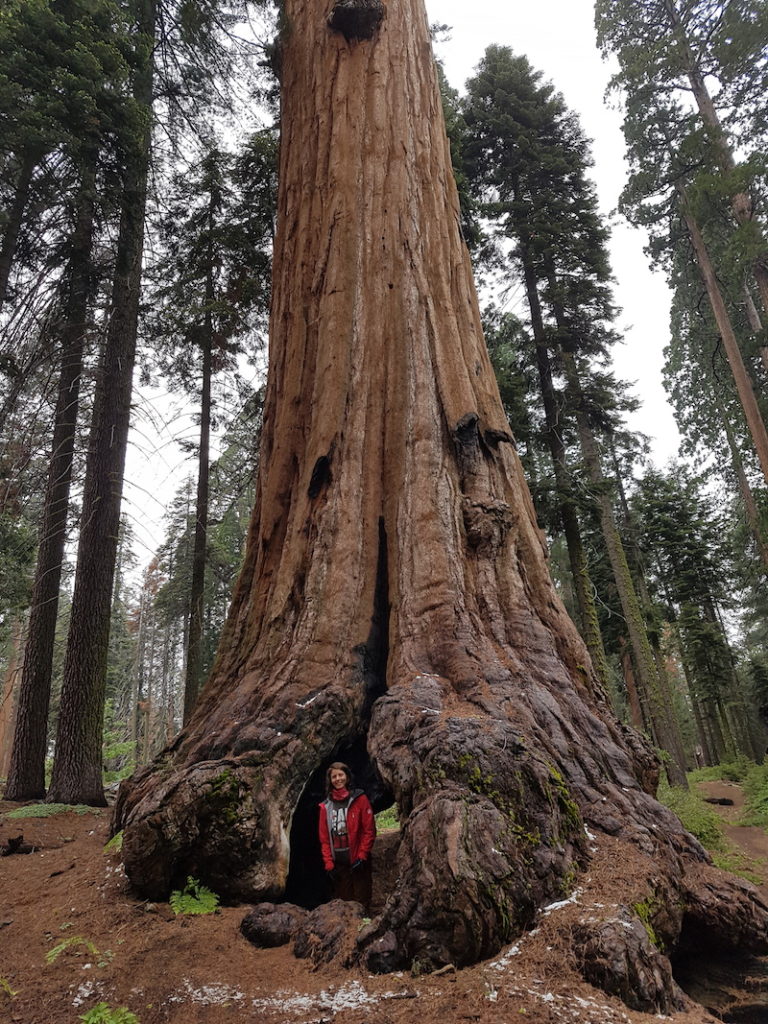 Sequoia National Park – Kalifornien