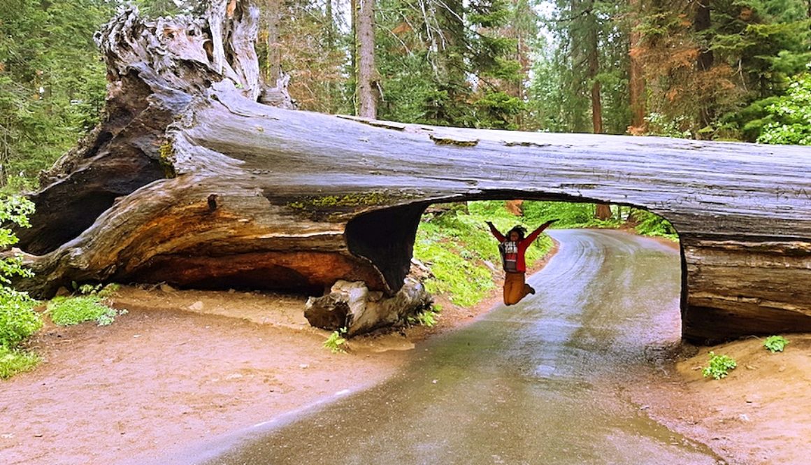 Sequoia National Park – Kalifornien