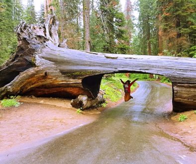 Sequoia National Park – Kalifornien