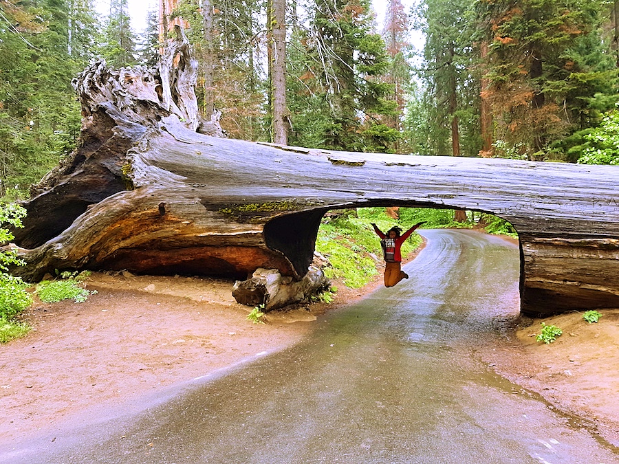 Sequoia National Park – Kalifornien